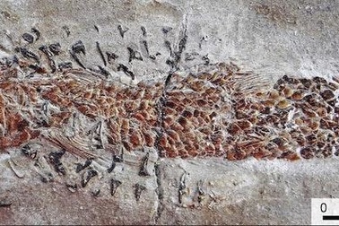 Vụ tấn công thất bại của một con mực cổ đại