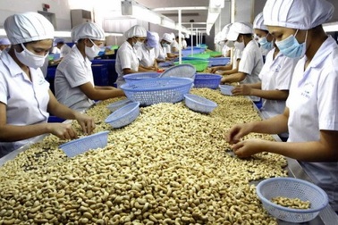 Doanh nghiệp điều lo "gặp họa" vì lộ "bí kíp" sản xuất cho châu Phi