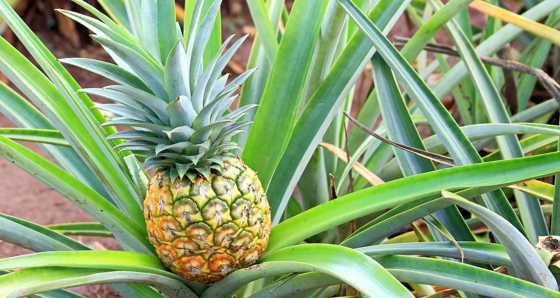 Loại quả cực kỳ ngon, tốt cho sức khỏe phổ biến ở Việt Nam - 1 Loại quả cực kỳ ngon, tốt cho sức khỏe phổ biến ở Việt Nam - 1