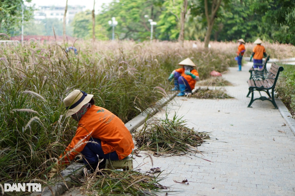 Cỏ dại um tùm ven hồ Gươm sau 2 tháng giãn cách, công nhân vất vả cắt dọn - 1 Cỏ dại um tùm ven hồ Gươm sau 2 tháng giãn cách, công nhân vất vả cắt dọn - 1