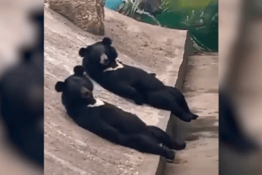 Trung Quốc: Gấu nằm dài thượt trên tảng đá dấy nghi vấn do người đóng giả