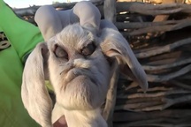 Dê mặt quỷ gây xôn xao ở Argentina