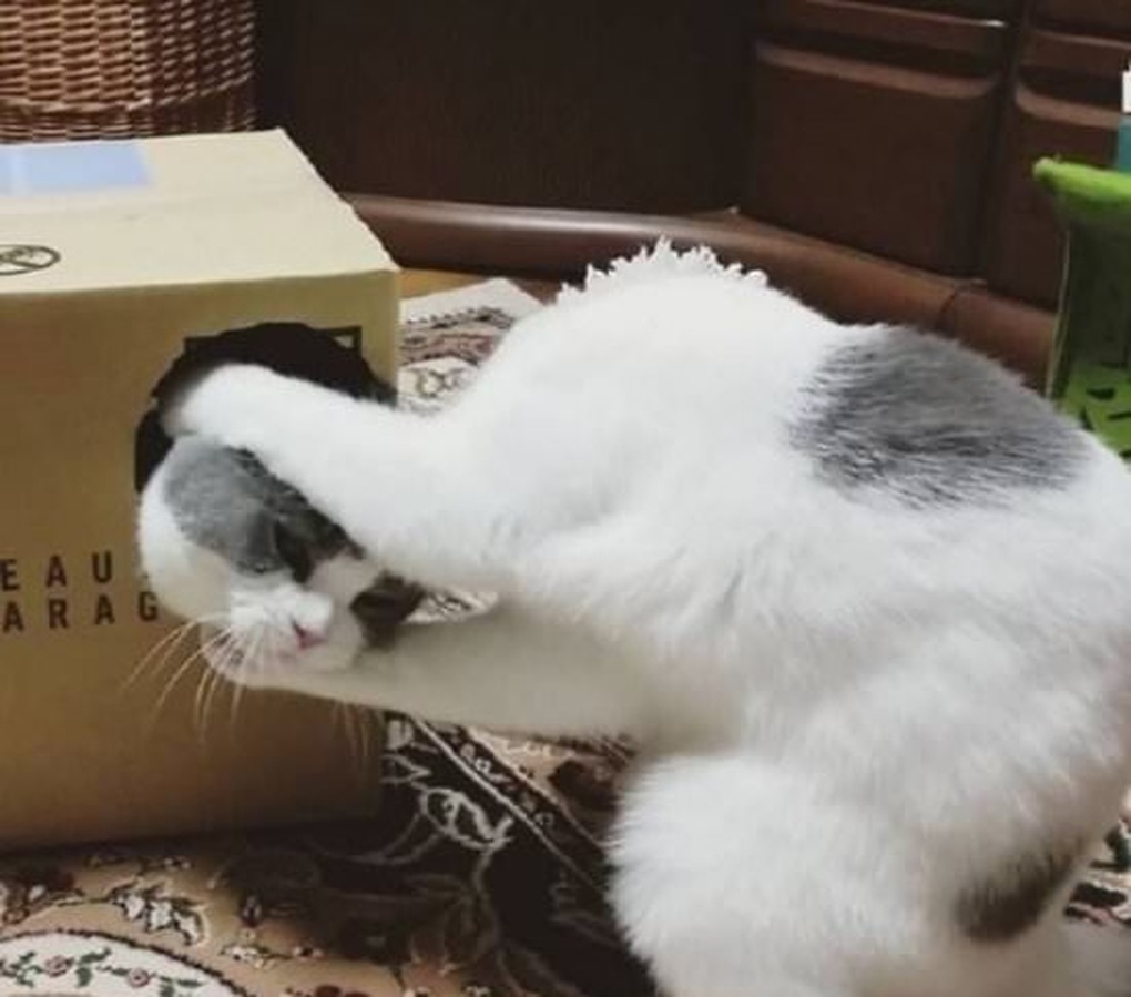 Chú mèo đang trình diễn màn ảo thuật… cưa đứt đầu. Chú mèo đang trình diễn màn ảo thuật… cưa đứt đầu.
