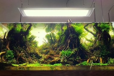 Giấu vợ trồng cỏ, nuôi rêu, thú chơi tốn cả trăm triệu đồng