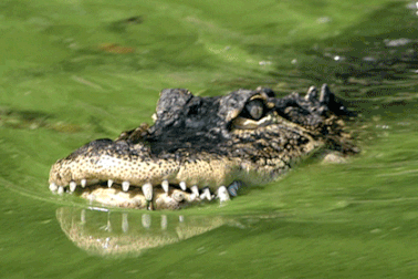 Bị cá sấu cắn vào đầu khi đang lặn ở vùng nước sâu