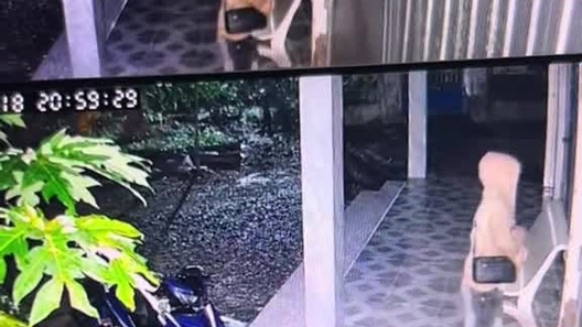 Xem lại camera, cô gái chết lặng thấy cảnh rắn lục đuôi đỏ nằm dưới chân