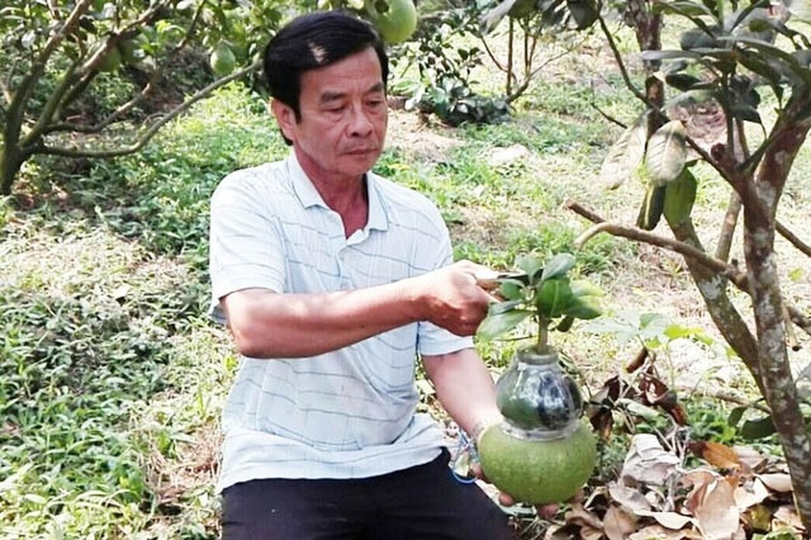 Bưởi hồ lô khan hàng, dưa hấu thỏi vàng thấp thỏm… chờ Tết - 1 Bưởi hồ lô khan hàng, dưa hấu thỏi vàng thấp thỏm… chờ Tết - 1
