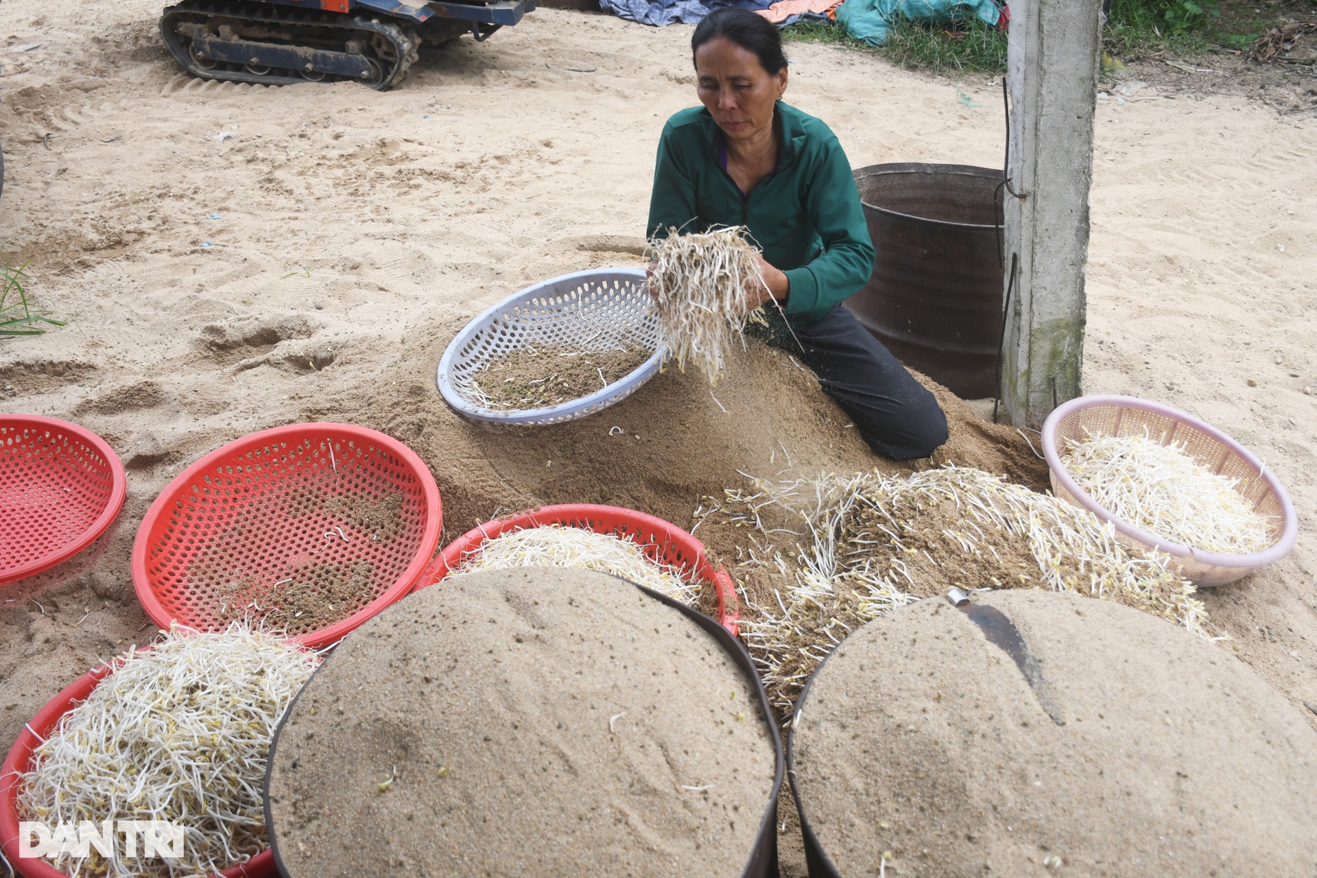 Làm giá đỗ bằng cát sông Trà Khúc - 1 Làm giá đỗ bằng cát sông Trà Khúc - 1