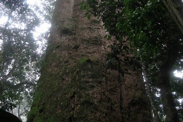 Cây Sa mu dầu cao 70m được công nhận “Cây Di sản Việt Nam”