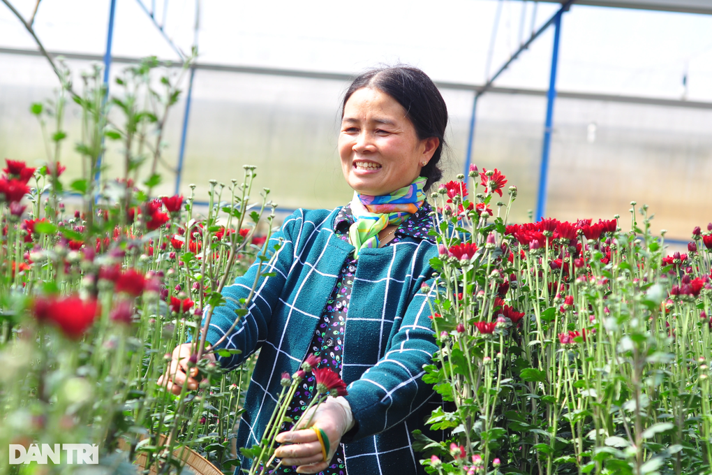 Giá hoa cúc Đà Lạt tăng kỷ lục, nông dân phấn khởi