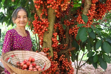 Nông dân thu lợi kép từ loại cây đặc sản quả đỏ từ gốc đến ngọn