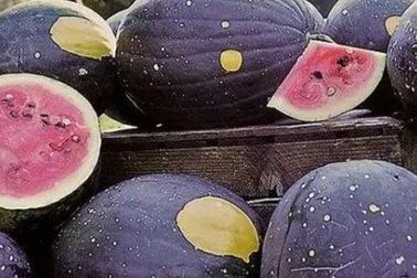 Những loại quả đắt như iPhone X trong giới ẩm thực