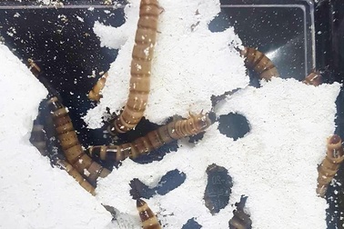 Phát hiện “siêu năng lực” mới của sâu gạo