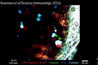 Protein "xúi giục" chiến đấu tế bào miễn dịch