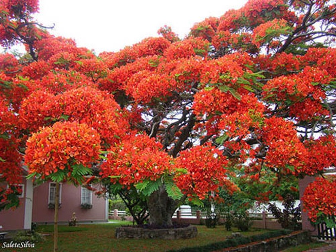 Cây phượng nở hoa đỏ rực ở Brazil.