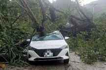 Cây đa trăm tuổi đổ đè trúng ô tô, 4 người thoát chết