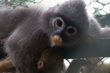 Cứu hộ thành công 2 mẹ con Voọc xám "vô cùng quý hiếm" ở sườn núi