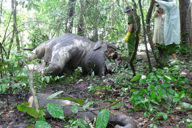 Tàn sát voi rừng Tây Nguyên