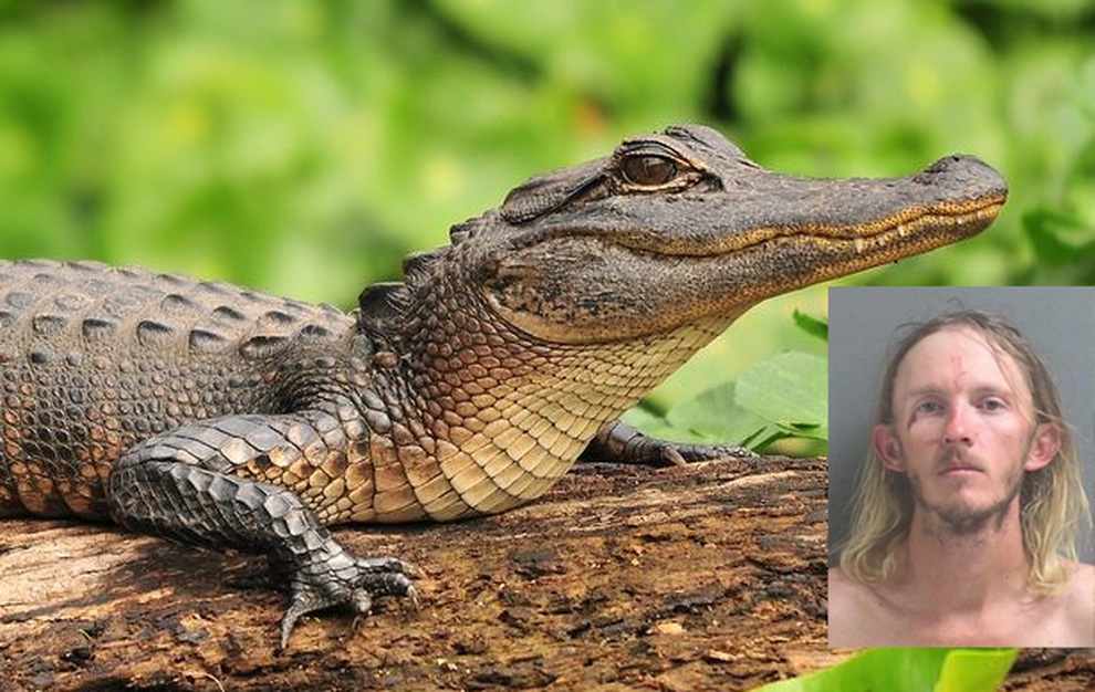 Người đàn ông bị cảnh sát bắt giữ khi đang bạo hành... cá sấu - 1 Người đàn ông bị cảnh sát bắt giữ khi đang bạo hành... cá sấu - 1