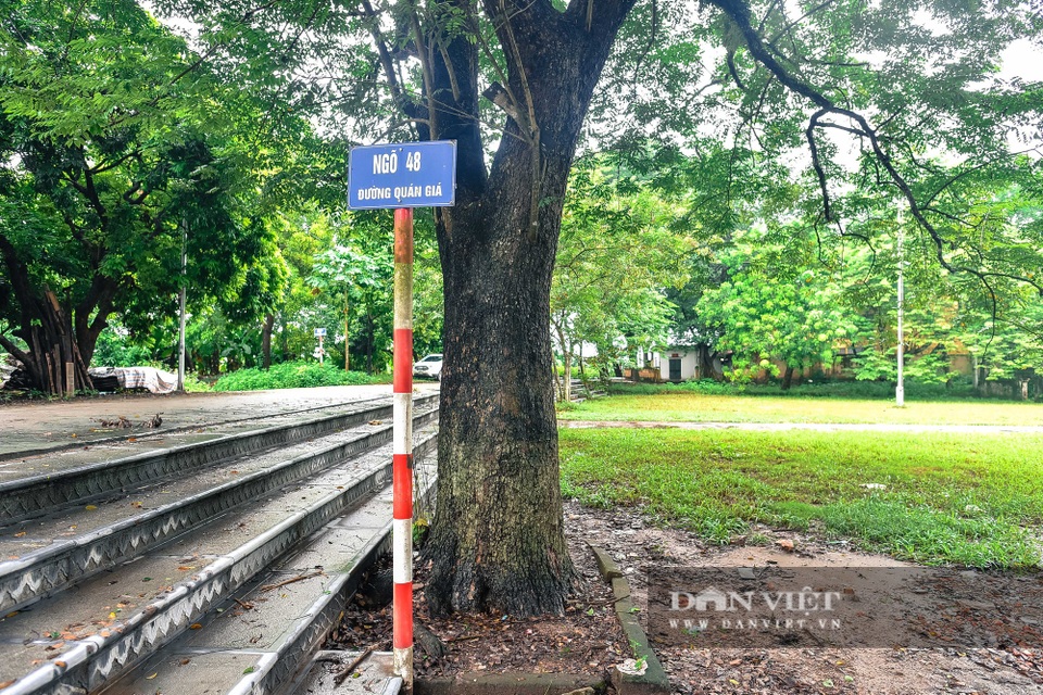 Chiêm ngưỡng cây sưa trăm tuổi ở Hà Nội, trả 60 tỷ đồng không bán - 10