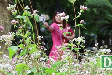 Ngắm hoa tam giác mạch Hà Giang về khoe sắc giữa thủ đô Hà Nội