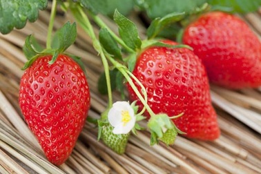 Những trái cây quê “chuyên trị” giải nhiệt ngày nắng