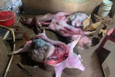 Đi xin lợn chết tím tái về xẻ thịt bán