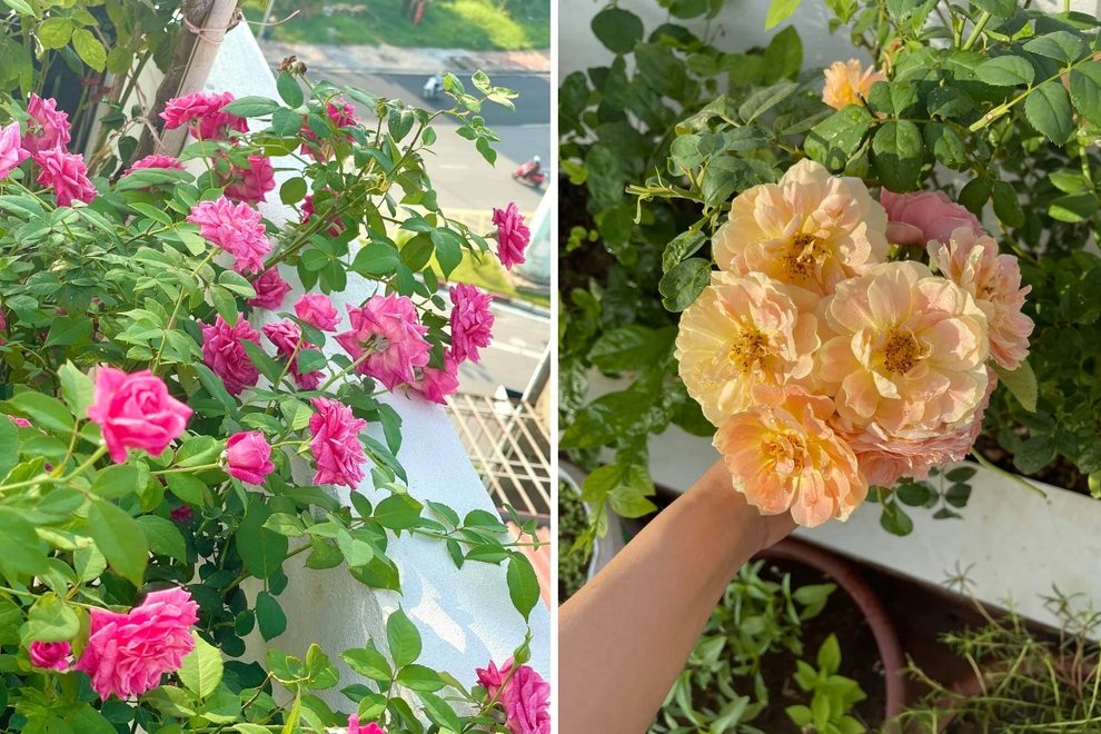 Vợ chồng Hà Nội vác 100 bao đất lên sân thượng, làm vườn hữu cơ xanh mướt - 4 Vợ chồng Hà Nội vác 100 bao đất lên sân thượng, làm vườn hữu cơ xanh mướt - 4