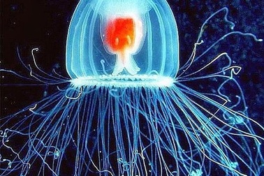 Khám phá loài sinh vật bất tử trên thế giới