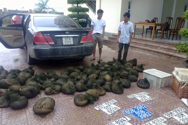 Khởi tố hình sự vụ vận chuyển trái phép 4 “chúa tể rừng xanh”