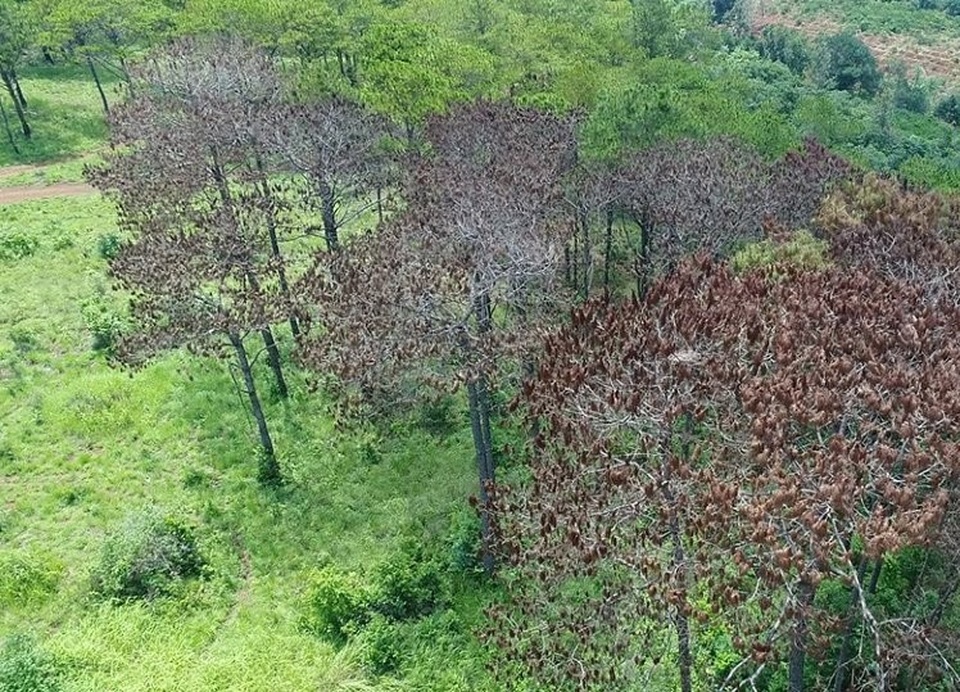 Thanh tra toàn diện công tác quản lý đất, rừng dọc “dải lụa Tây Nguyên” - 1 Thanh tra toàn diện công tác quản lý đất, rừng dọc “dải lụa Tây Nguyên” - 1