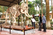 Minh chứng sống và thông điệp của 2 bộ xương voi ở Pù Mát