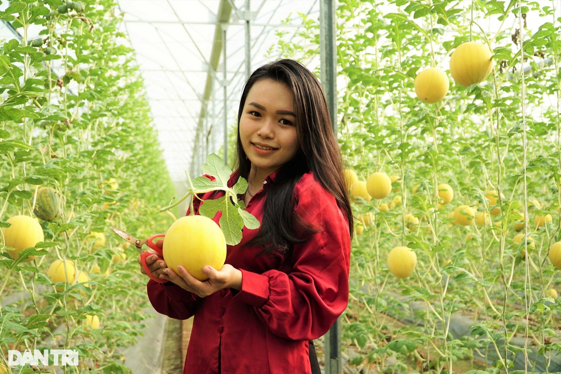 Mê tít vườn dưa hấu vàng ruột đỏ đón Tết của nông dân 9X - 5 Mê tít vườn dưa hấu vàng ruột đỏ đón Tết của nông dân 9X - 5