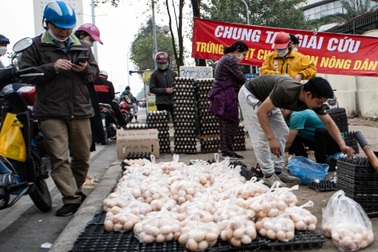 Đến trứng gà cũng "đòi" giải cứu: Đừng hạ thấp giá trị nông sản Việt!