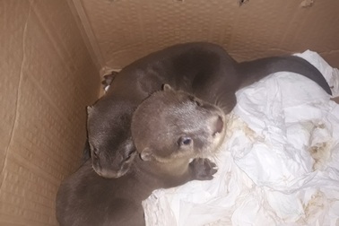 Giải cứu hàng chục con rái cá cực kỳ quý hiếm bị buôn lậu ở Nghệ An