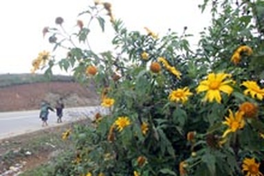 Tây Bắc mùa dã quỳ nở