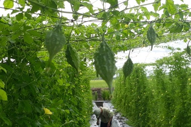 Vườn khổ qua rừng xanh mướt giữa đồng bằng của cô gái Cần Thơ