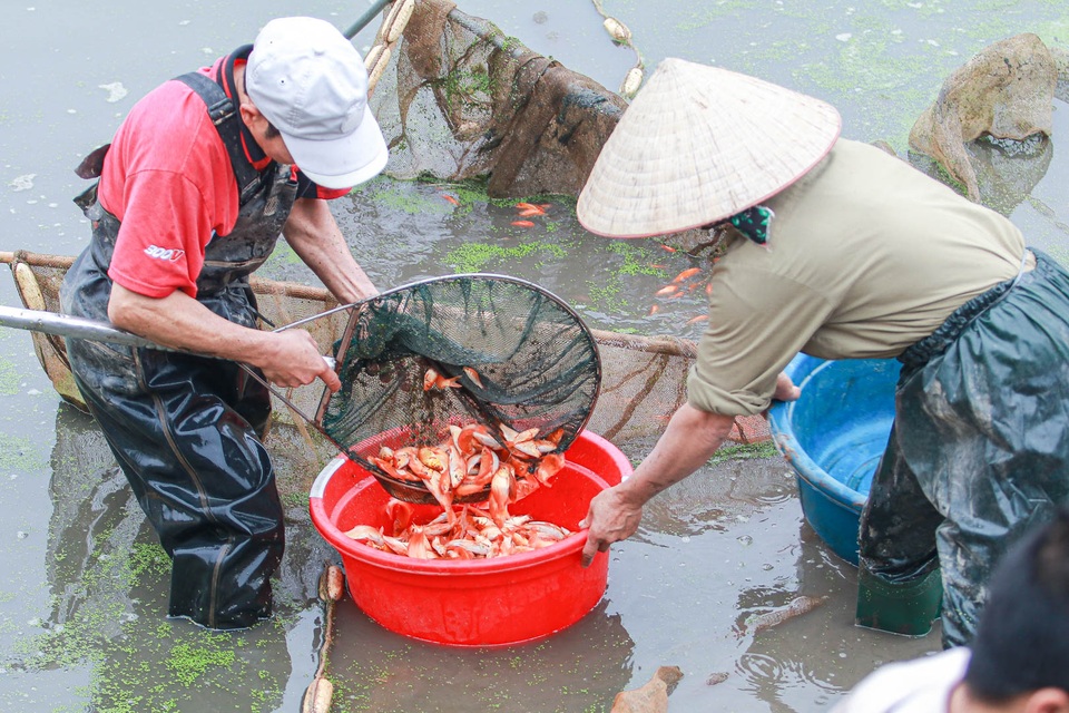 Ảnh hưởng dịch Covid-19, người dân làng nuôi cá chép lo lắng - 2 Ảnh hưởng dịch Covid-19, người dân làng nuôi cá chép lo lắng - 2