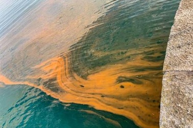 Vùng biển nước Anh đổi màu, “đốt cháy” da người bơi