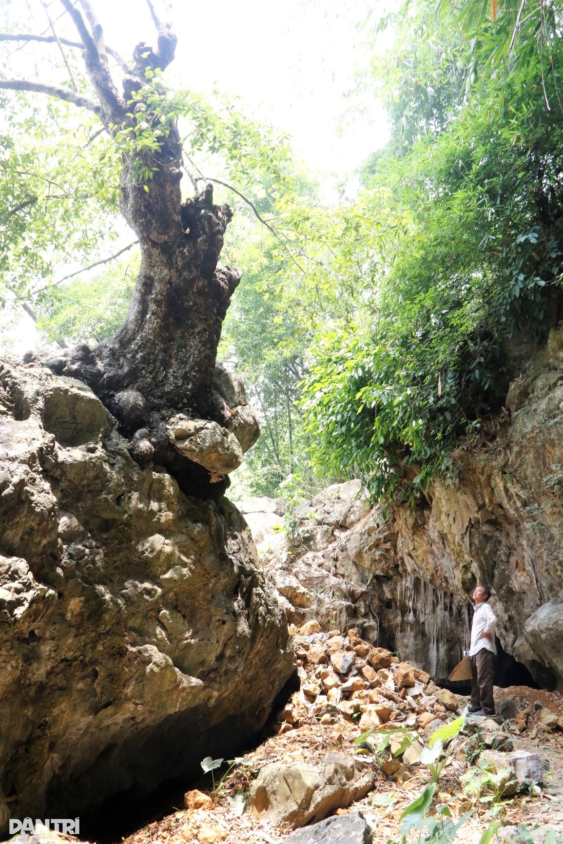 Chiêm ngưỡng cây thị nghìn tuổi ngự trên khối đá trăm triệu năm - 2 Chiêm ngưỡng cây thị nghìn tuổi ngự trên khối đá trăm triệu năm - 2