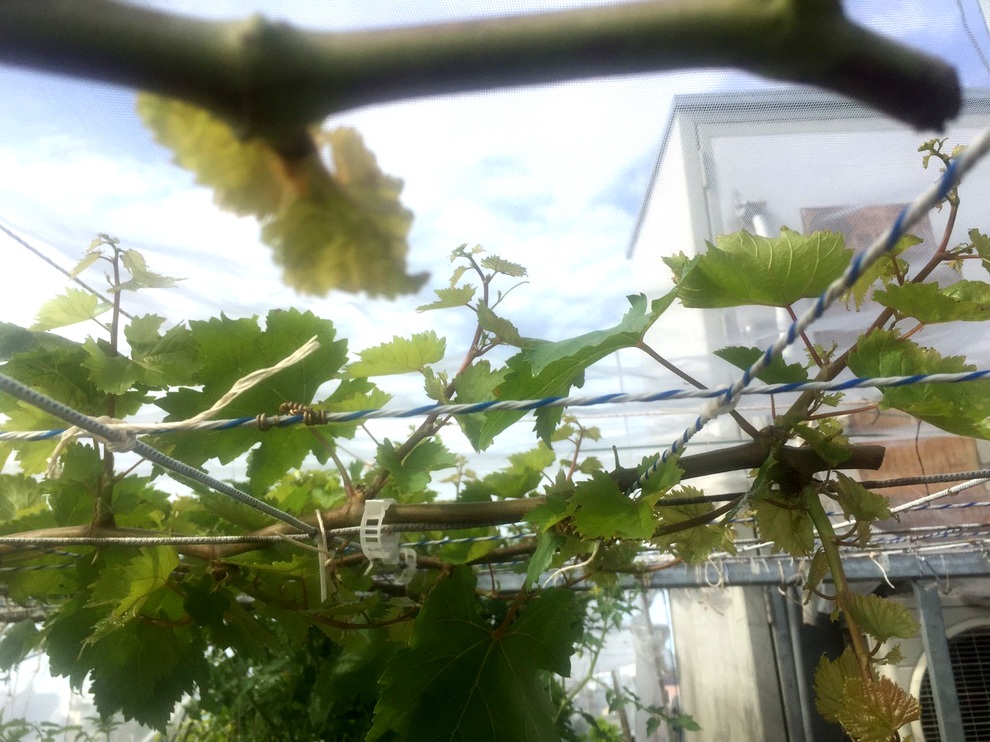 Gia chủ Sài Gòn vác đất lên sân thượng, làm vườn rau trái xanh sum suê - 5