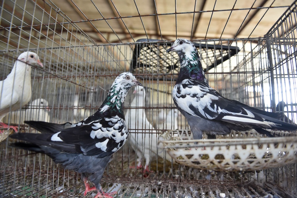 Bỏ nghề lập trình viên về làm nông dân nuôi chim thu 3 tỷ đồng/năm - 5 Bỏ nghề lập trình viên về làm nông dân nuôi chim thu 3 tỷ đồng/năm - 5