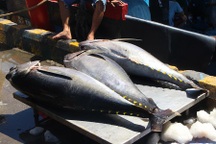 Cá ngừ đại dương ở Hoàng Sa, Trường Sa… liên tiếp bị “ép giá”