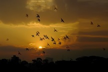 Nhật ký Radio số 5: Nối vòng tay lớn, hướng về Biển Đông