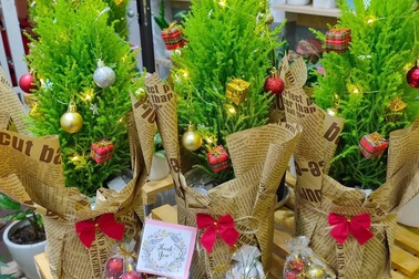 Tùng thơm mini giống hệt cây thông đắt khách Noel 2020