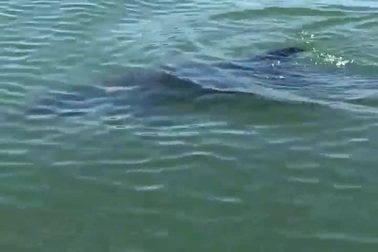 Cá heo bơi lạc vào rừng dừa Bảy Mẫu