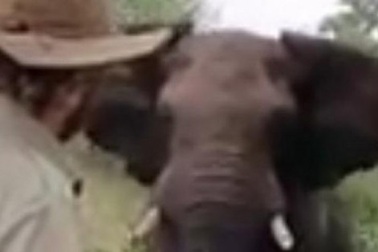 Voi điên cuồng lao vào kiểm lâm viên và cái kết lạ