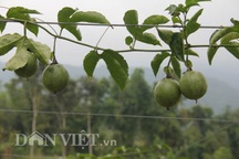 Hối hả thu hoạch chanh leo kiếm tiền sắm Tết