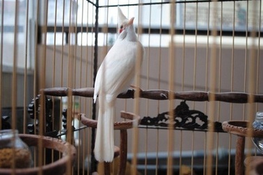 Thú chơi vật cưng bạch tạng giá 'trên trời' ở Việt Nam