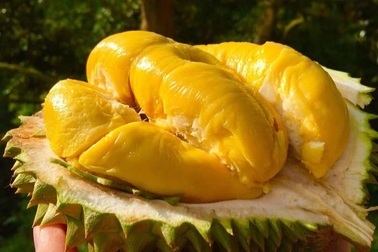 Sầu riêng Việt đổ bộ sang Trung Quốc, thị phần Thái Lan ngày càng bị đe dọa